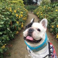 フレンチブルドック