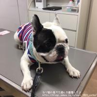 フレンチブルドック