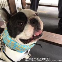 フレンチブルドック