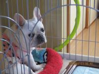 フレンチブルドック