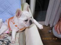 フレンチブルドック