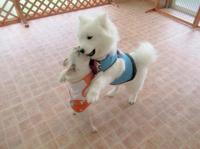 フレンチブルドック