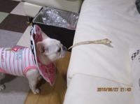 フレンチブルドック