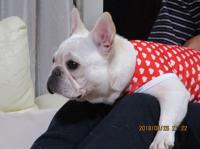 フレンチブルドック