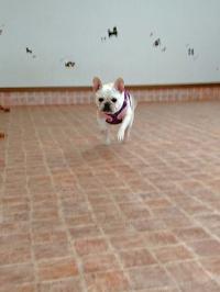 フレンチブルドック