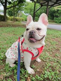 フレンチブルドック