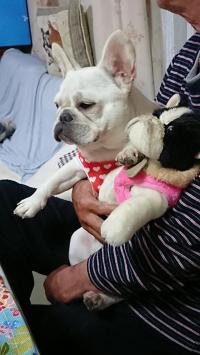 フレンチブルドック