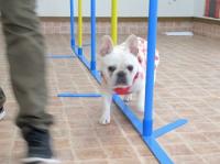 フレンチブルドック