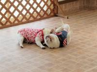 フレンチブルドック