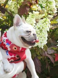 フレンチブルドック