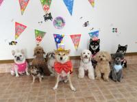 フレンチブルドック