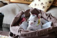 フレンチブルドック