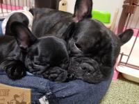 フレンチブルドック