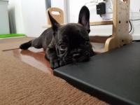 フレンチブルドック