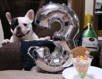 フレンチブルドック