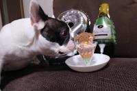 フレンチブルドック