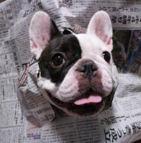 フレンチブルドック