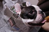 フレンチブルドック