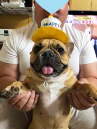 フレンチブルドック