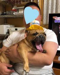 フレンチブルドック