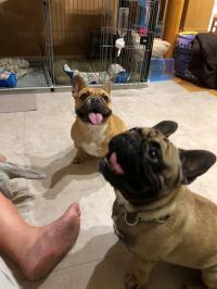 フレンチブルドック