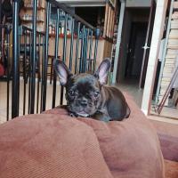 フレンチブルドック