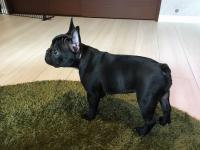 フレンチブルドック