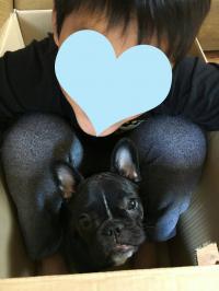 フレンチブルドック