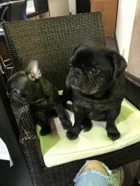 フレンチブルドック