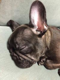 フレンチブルドック