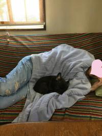 フレンチブルドック