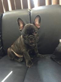 フレンチブルドック