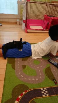 フレンチブルドック