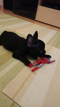 フレンチブルドック