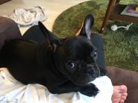 フレンチブルドック