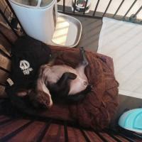 フレンチブルドック