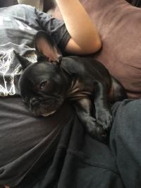 フレンチブルドック