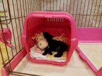 フレンチブルドック