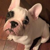 フレンチブルドック