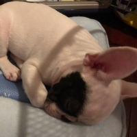 フレンチブルドック