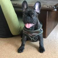 フレンチブルドック