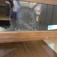 フレンチブルドック