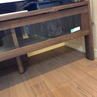 フレンチブルドック