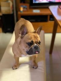 フレンチブルドック