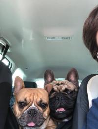 フレンチブルドック