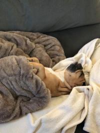 フレンチブルドック