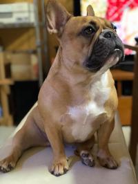 フレンチブルドック