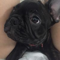 フレンチブルドック