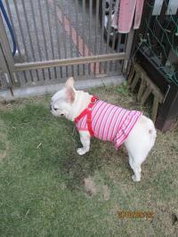 フレンチブルドック