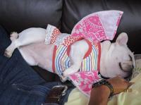 フレンチブルドック